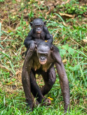 Bonobo yavrusu anne, brachiums üzerinde