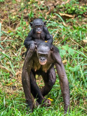 Bonobo Cub on brachiums at mother clipart