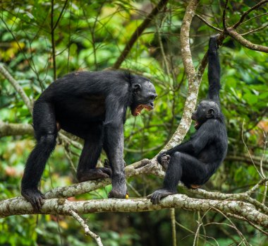 Bonobos bir ağaç dalı üzerinde