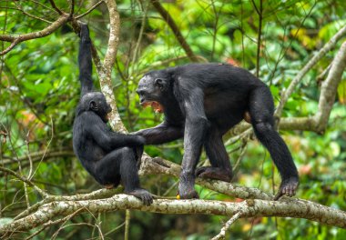 Bonobos bir ağaç dalı üzerinde