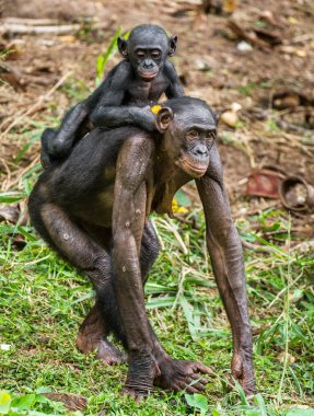 Bonobo Cub on brachiums at mother
