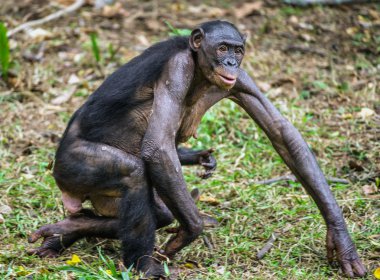 Bonobo yavrusu anne, brachiums üzerinde