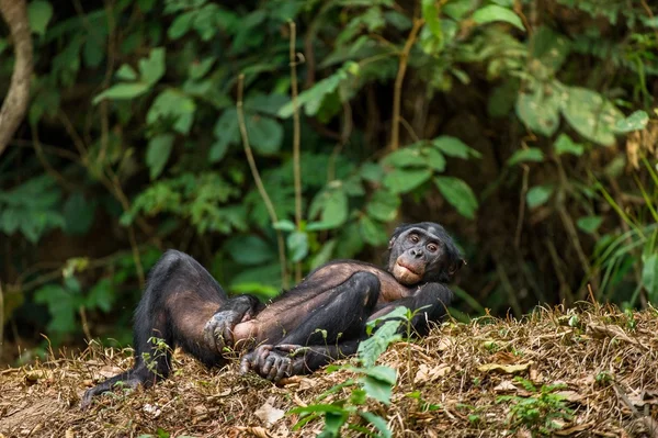 Le Bonobo dans la forêt tropicale — Photo