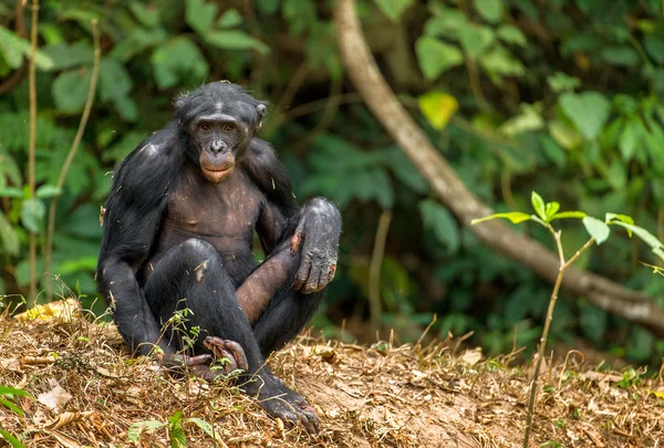 Il Bonobo nella foresta pluviale — Foto Stock