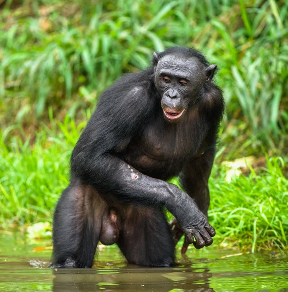 Bonobo in water staan — Stockfoto