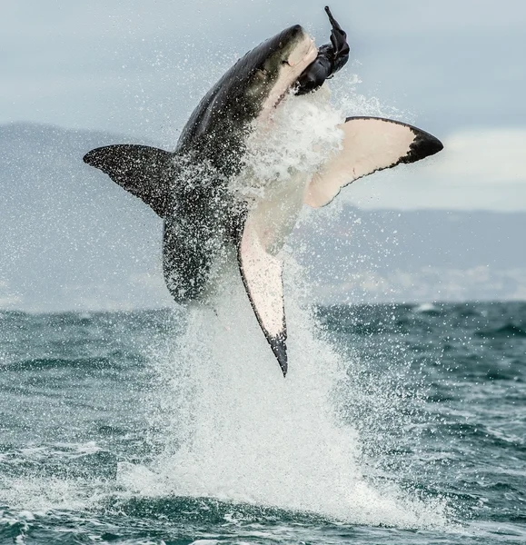 Żarłacz biały — Zdjęcie stockowe