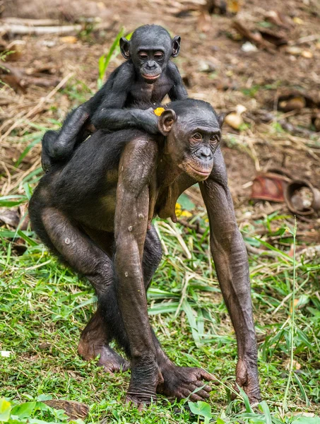 Bonobo mládě na brachiums na matku — Stock fotografie