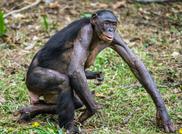 Bonobo mládě na brachiums na matku — Stock fotografie