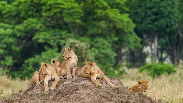 Cuccioli di leone posa insieme — Foto Stock