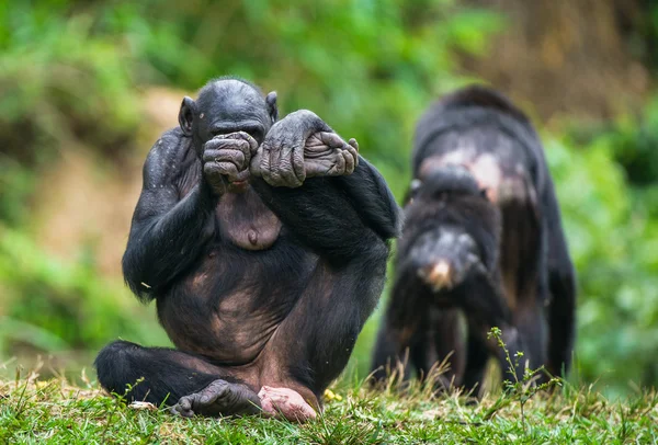 Yeşil çimenlerin üzerinde oturan bonobo — Stok fotoğraf