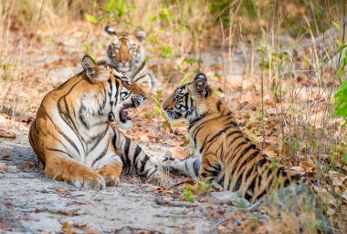 Güneşli bir günde tigress ve yavruları