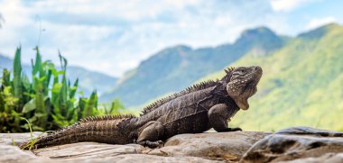 Küba kaya iguana 