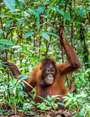 Merkez Borneo orangutan yavrusu
