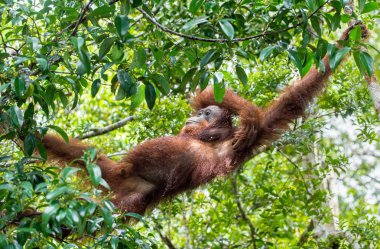 Merkez Borneo orangutan ağaç üzerinde
