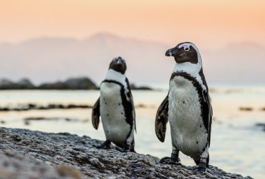 Okyanus kıyısında Afrika penguenleri