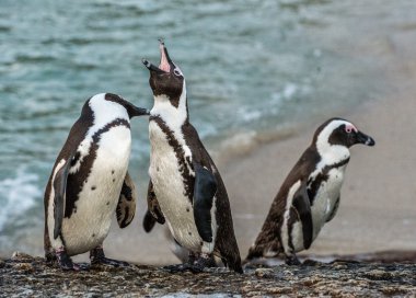 Çift çiftleşme sırasında Afrika penguenler