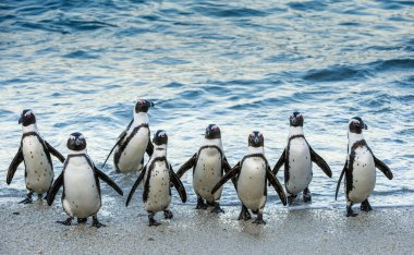 Картина, постер, плакат, фотообои "африканские пингвины выходят из океана постеры", артикул 123648514