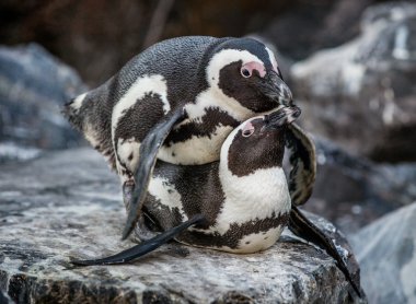 Çiftleşme sırasında Afrika penguenler
