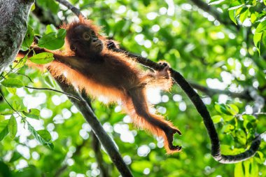 Orta Bornean orangutan yavrusu ( Pongo pygmaeus wurmbii ) ağaç üzerinde sallanan 