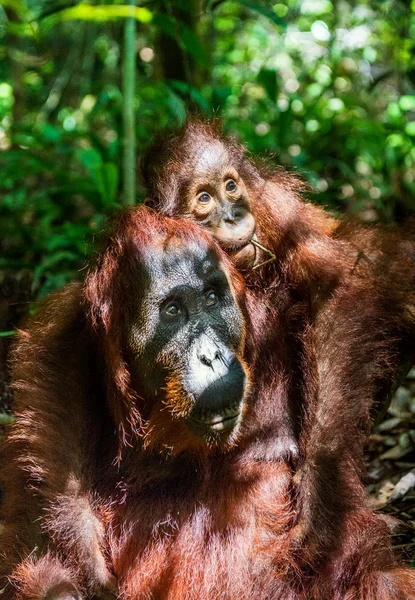 Femmina di orango con cucciolo — Foto Stock