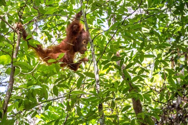 Cub of Central Bornean orangutan  ( Pongo pygmaeus wurmbii ) swinging on the tree — Stock Photo, Image