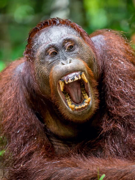 Bornean orangutan with open mouth — Stock Photo, Image