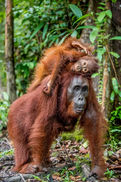 Weibchen von Orang-Utan mit Jungtier — Stockfoto