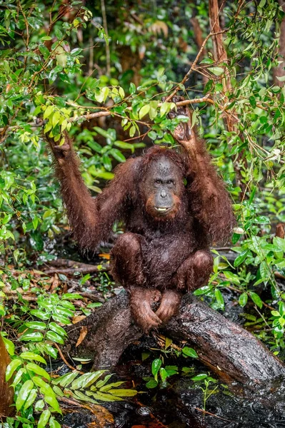 Bornean orangutan under rain in nature — Stock Photo, Image