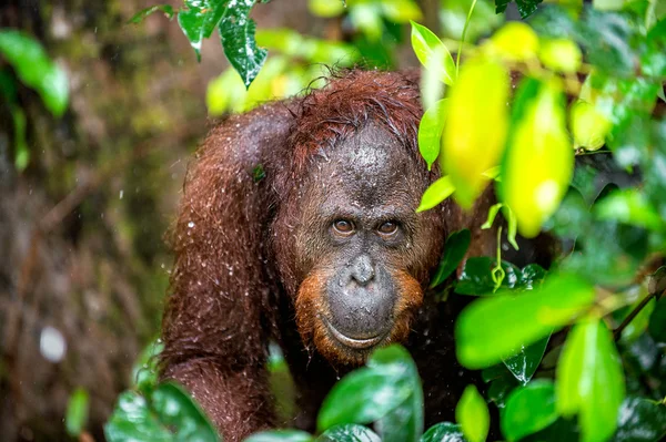 Bornean orangutan under rain in nature — Stock Photo, Image