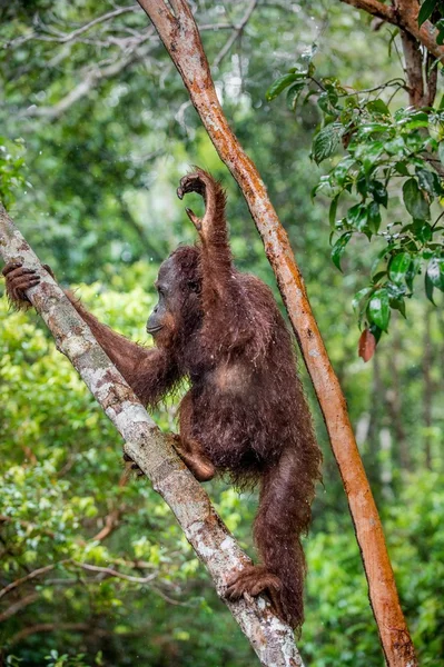 Centrale Borneose orang-oetan op boom — Stockfoto
