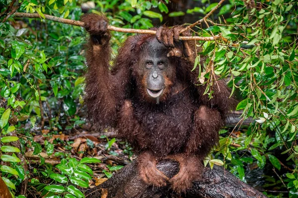 Orangután borneano bajo la lluvia en la naturaleza — Foto de Stock