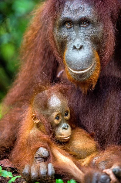 Hembra de orangután con cachorro — Foto de Stock