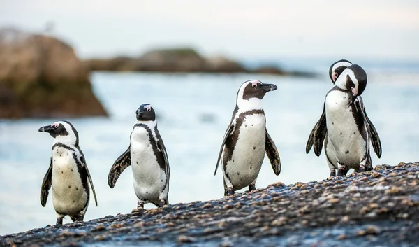 Pinguins africanos saem do oceano — Fotografia de Stock