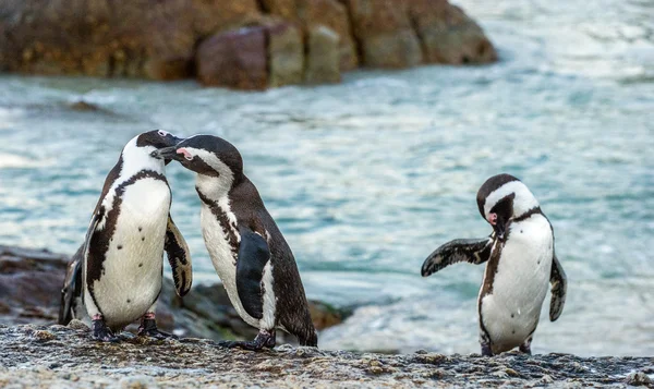 Couple of African penguins during mating season — Stock Photo, Image