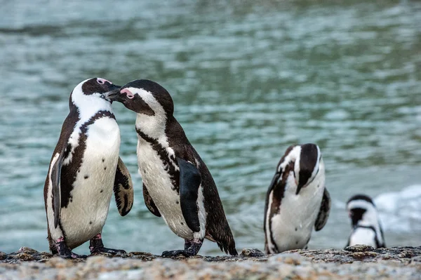Kilka afrykańskich pingwiny podczas godów — Zdjęcie stockowe