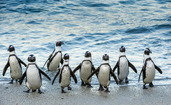 Pinguins africanos saem do oceano — Fotografia de Stock