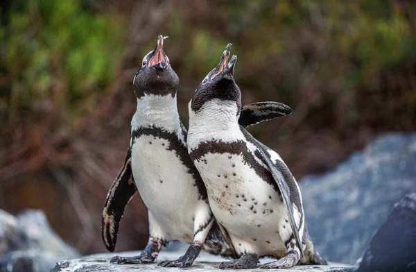 Pareja de pingüinos africanos durante la temporada de apareamiento — Foto de Stock
