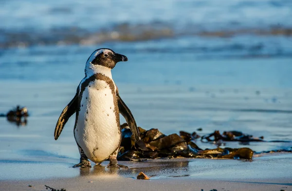 Pingüino africano en la costa del océano — Foto de Stock