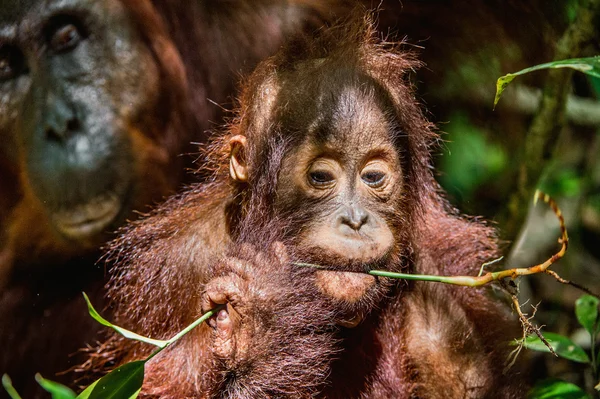 Filhote de orangotango em habitat natural — Fotografia de Stock
