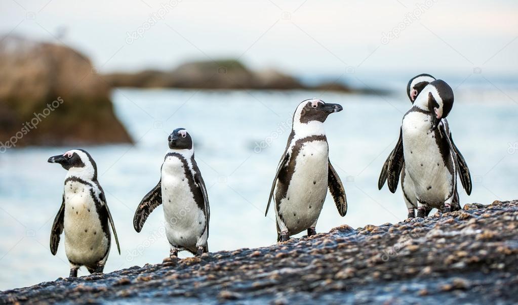 African penguins walk out of ocean