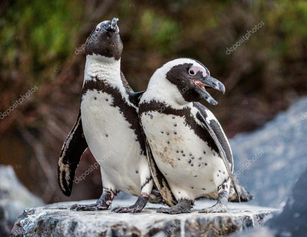 動物の交尾写真素材 ロイヤリティフリー動物の交尾画像 Depositphotos 動物の交尾写真素材 ロイヤリティフリー動物の交尾画像 Depositphotos