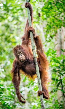 Borneo orangutan doğada yağmur altında
