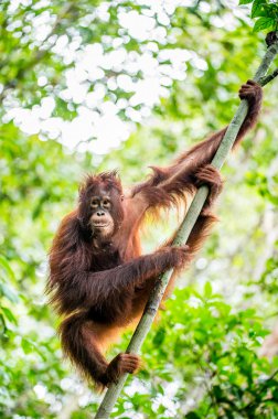 Borneo orangutan doğada yağmur altında