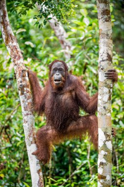 Bornean orangutan vahşi doğada yağmur altında