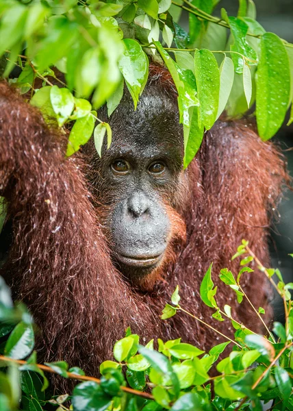 Bornean orangutan under rain in nature — Stock Photo, Image