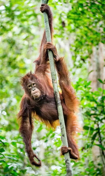 自然の中の雨の下でボルネオ オランウータン — ストック写真