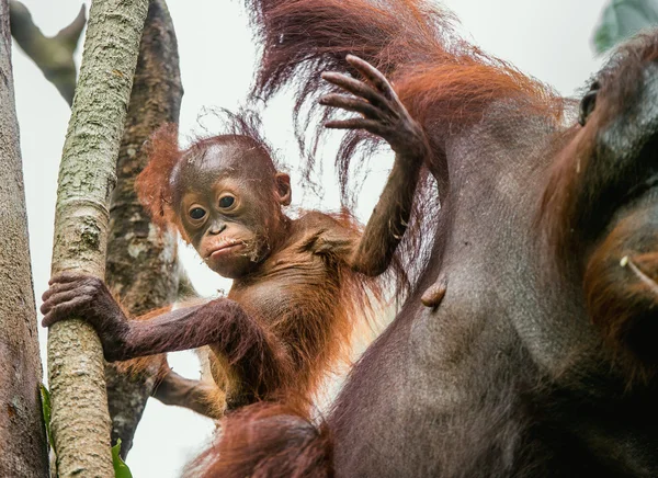 Hembra de orangután con cachorro — Foto de Stock