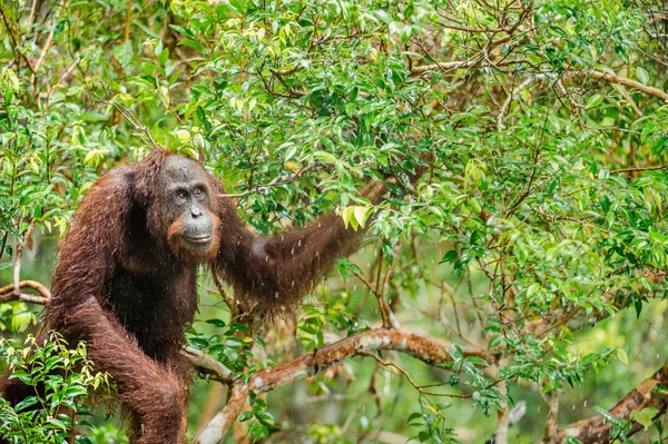Centrale Borneose orang-oetan op boom — Stockfoto