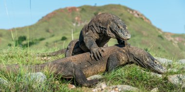 Comodo ejderhası. Endonezya