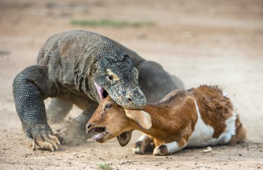 Comodo dragon avı saldırıları